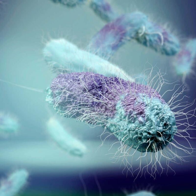 Engineered bacteria destroy antibiotic resistance DNA in wastewater