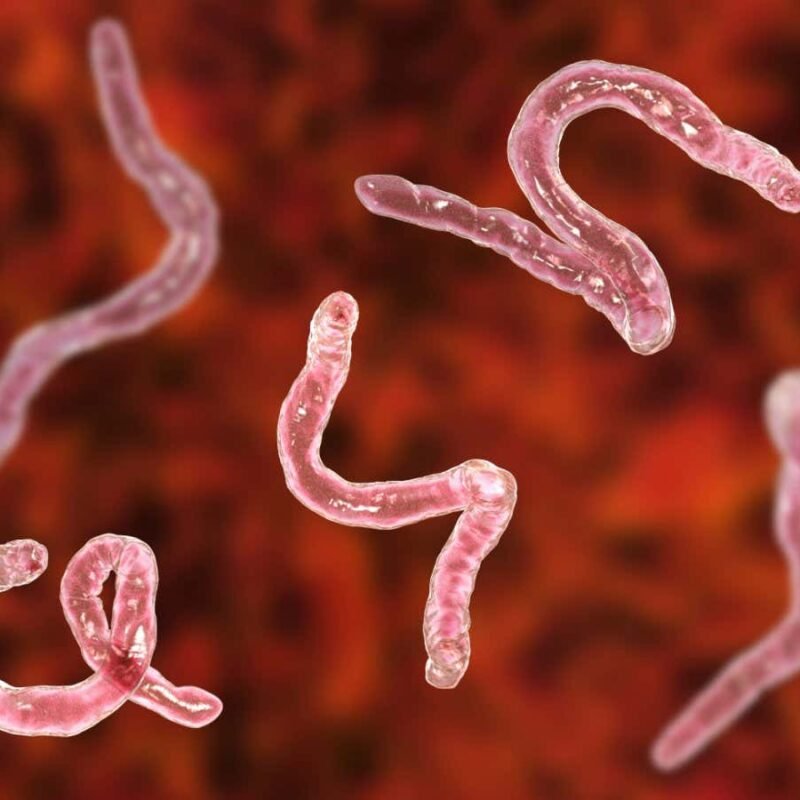 Intestinal parasites may reduce covid-19 vaccine effectiveness