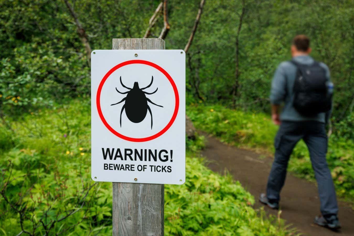 Lyme disease test gives hope for a speedier diagnosis