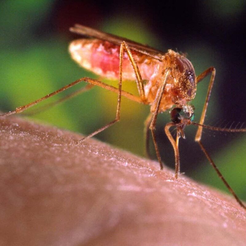 Eastern equine encephalitis: Mosquito-borne illnesses are spiking across the world