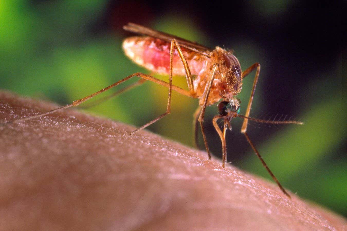 Eastern equine encephalitis: Mosquito-borne illnesses are spiking across the world