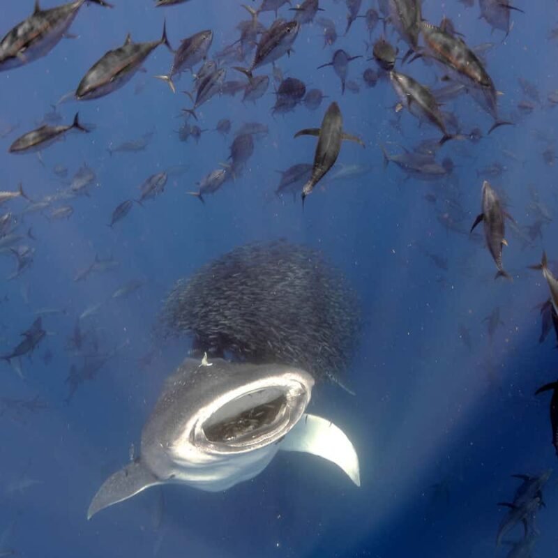 Stunning photos of life above and below water