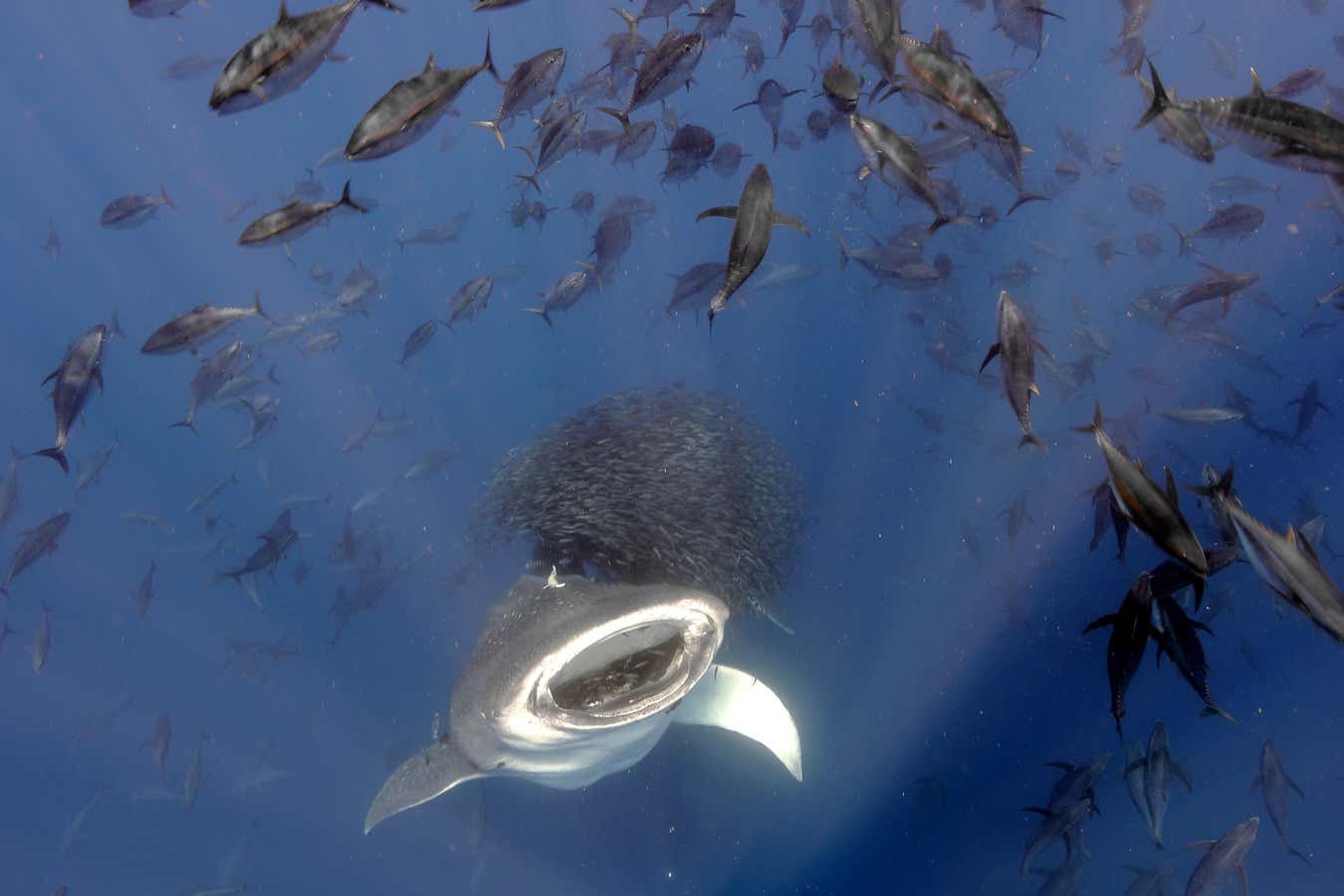 Stunning photos of life above and below water