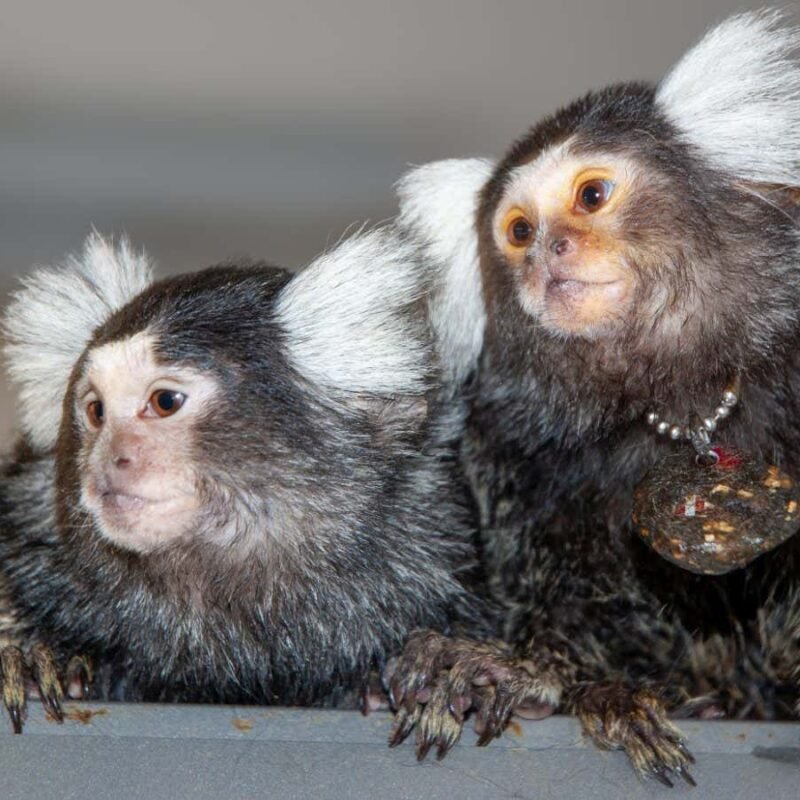 Marmosets seem to call each other by name Marmosets seem to call each other by name