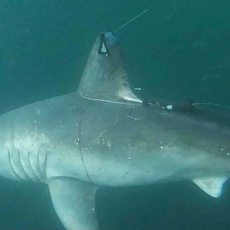 Pregnant shark that disappeared may have been eaten by another shark Pregnant shark that disappeared may have been eaten by another shark