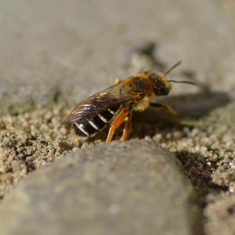 Wild bees have found a surprising place to nest in cities Wild bees have found a surprising place to nest in cities