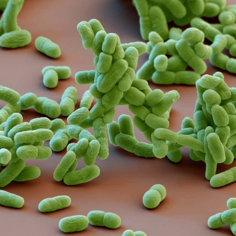 Even simple bacteria can anticipate the changing seasons