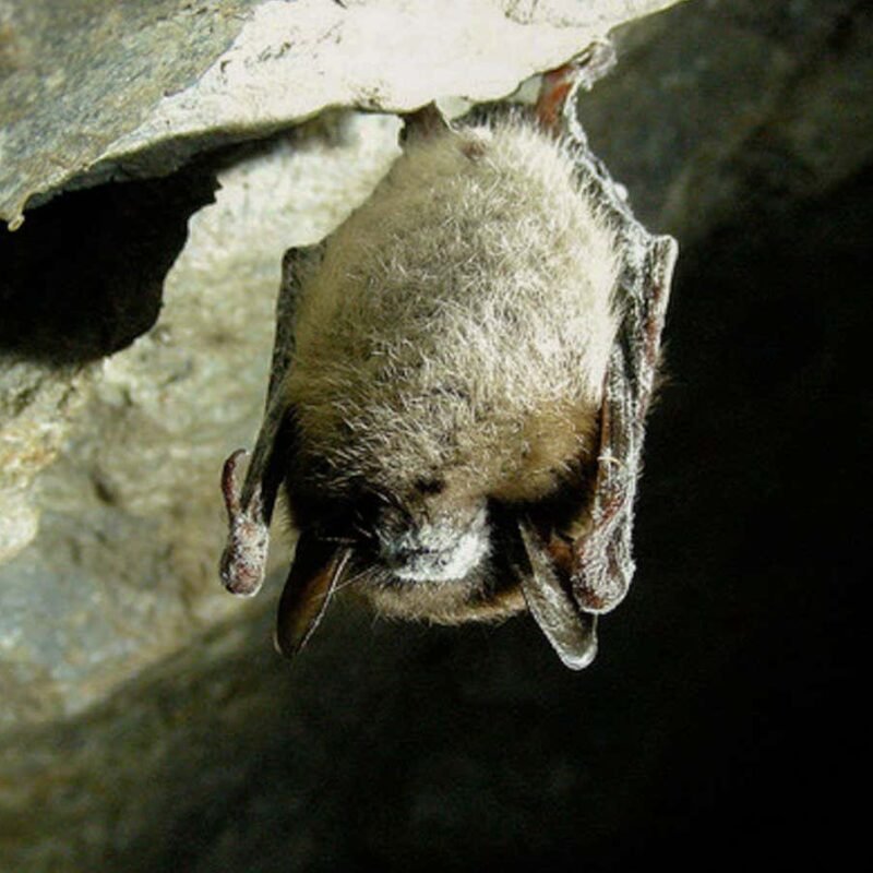 Bat die-off led to more insecticide use and more infant deaths in US