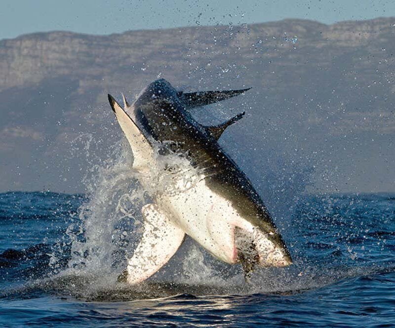 Sharks leap out of the water more often than you might think