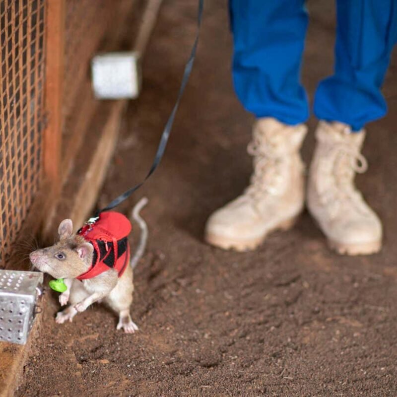 Giant rats trained to sniff out illegal wildlife trade