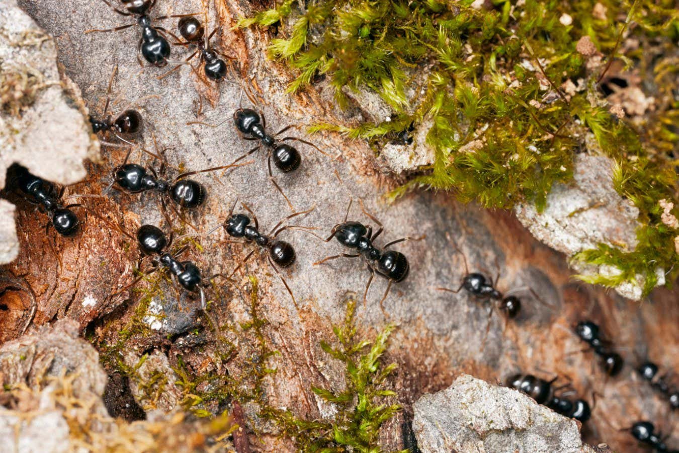 Ants change the way they build nests to stop diseases spreading