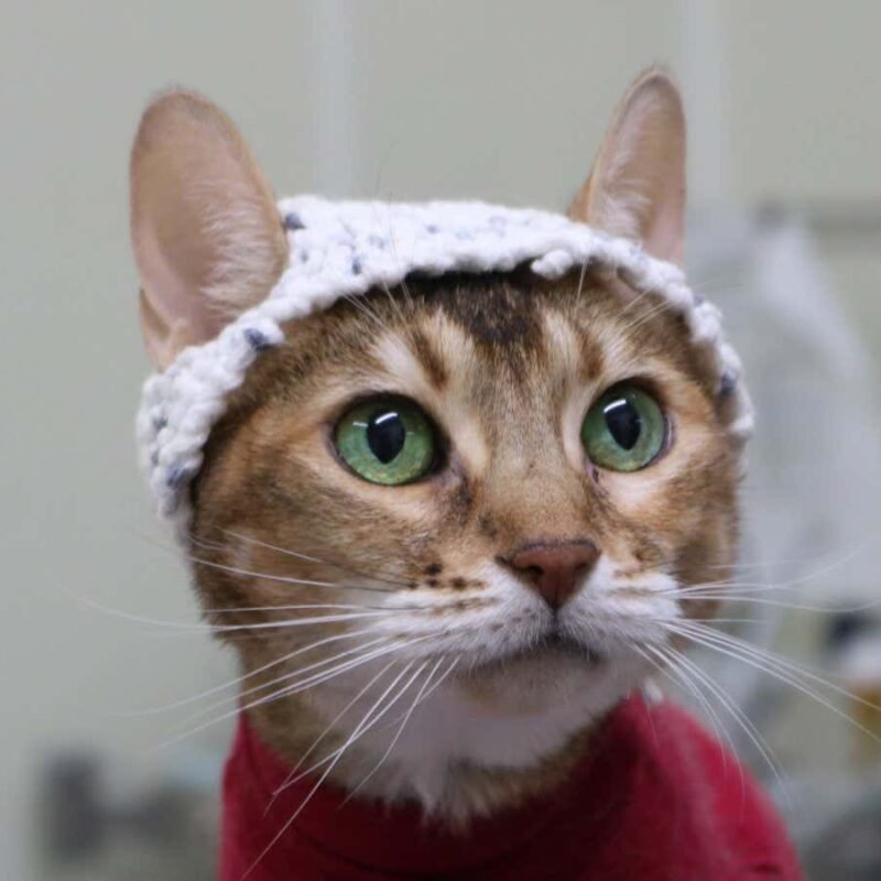 Cats have brain activity recorded with the help of crocheted hats