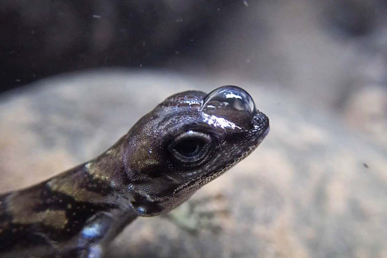 Air jacket helps ‘scuba-diving’ lizards stay underwater for longer