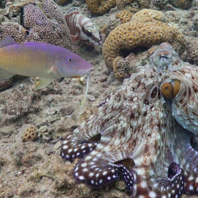 Octopuses and fish hunt as a team to catch more prey