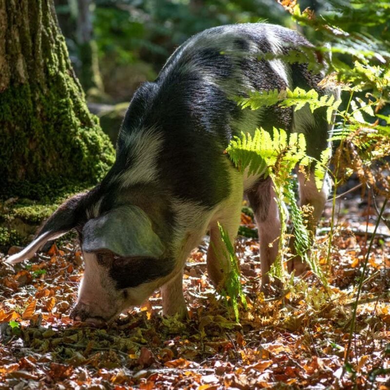 Forests became less diverse when ancient people started herding pigs