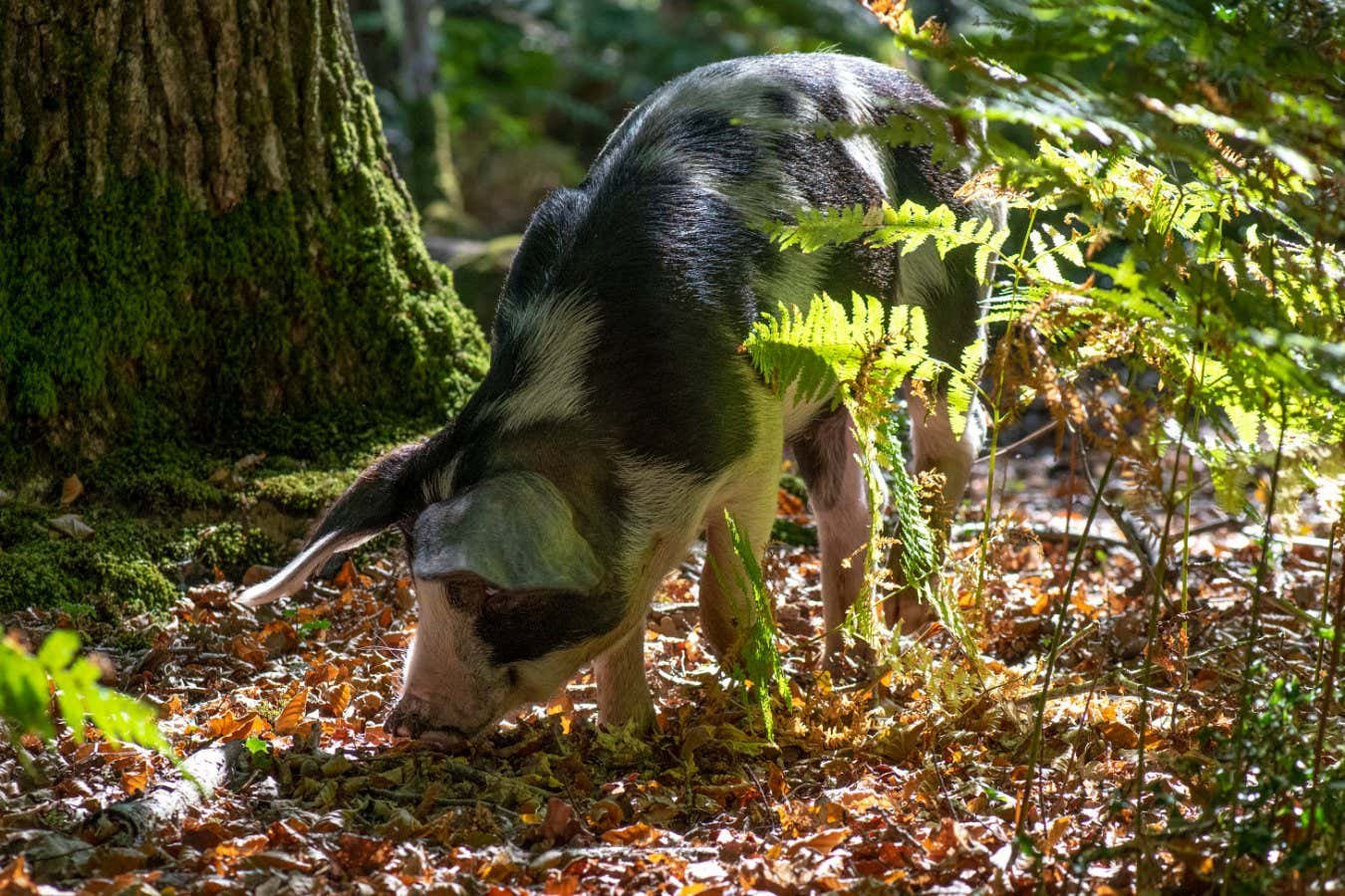 Forests became less diverse when ancient people started herding pigs