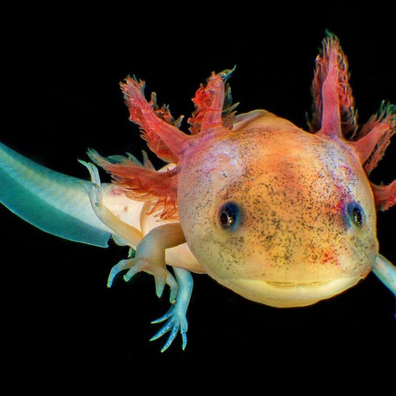 Axolotls seem to pause their biological clocks and stop ageing