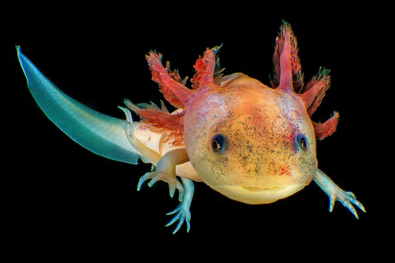 Axolotls seem to pause their biological clocks and stop ageing