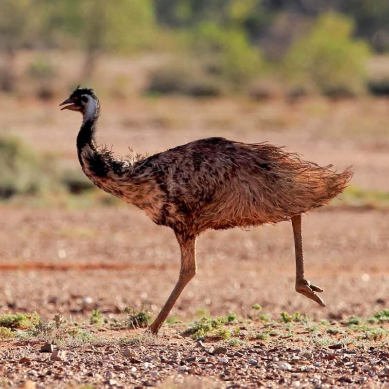 Dinosaurs may have run like emus by keeping one foot on the ground