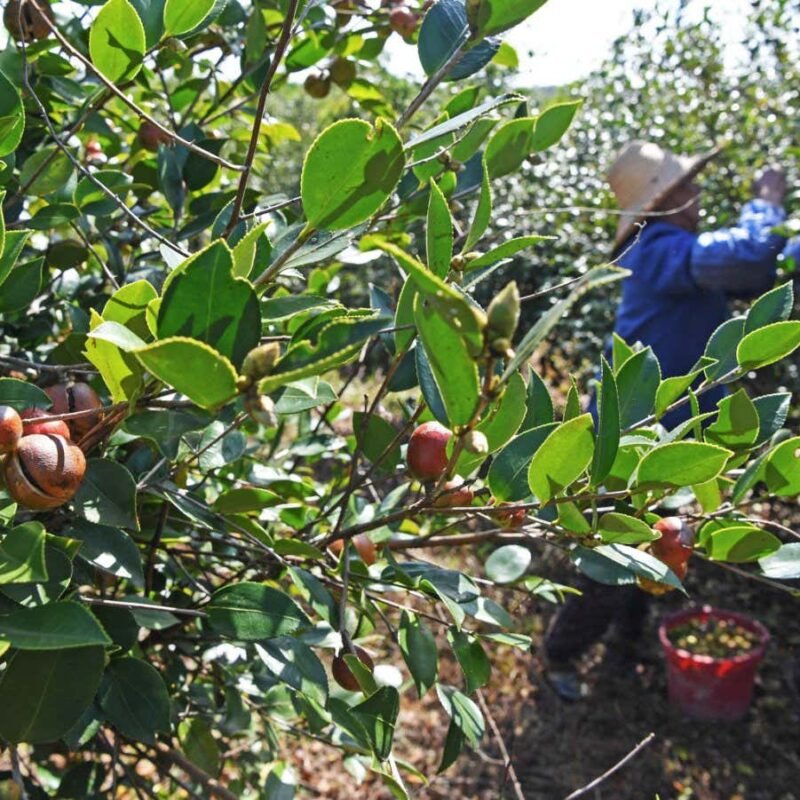 Camellia oil could be the greenest cooking oil – and the healthiest