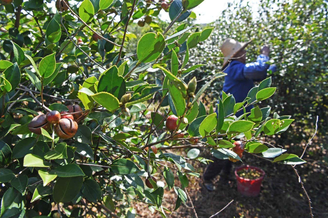 Camellia oil could be the greenest cooking oil – and the healthiest