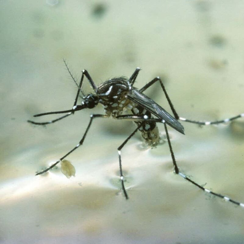 CBD shows promise as pesticide for mosquitoes