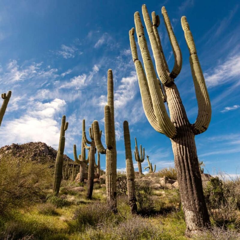 The cactus family’s surprising evolutionary journey