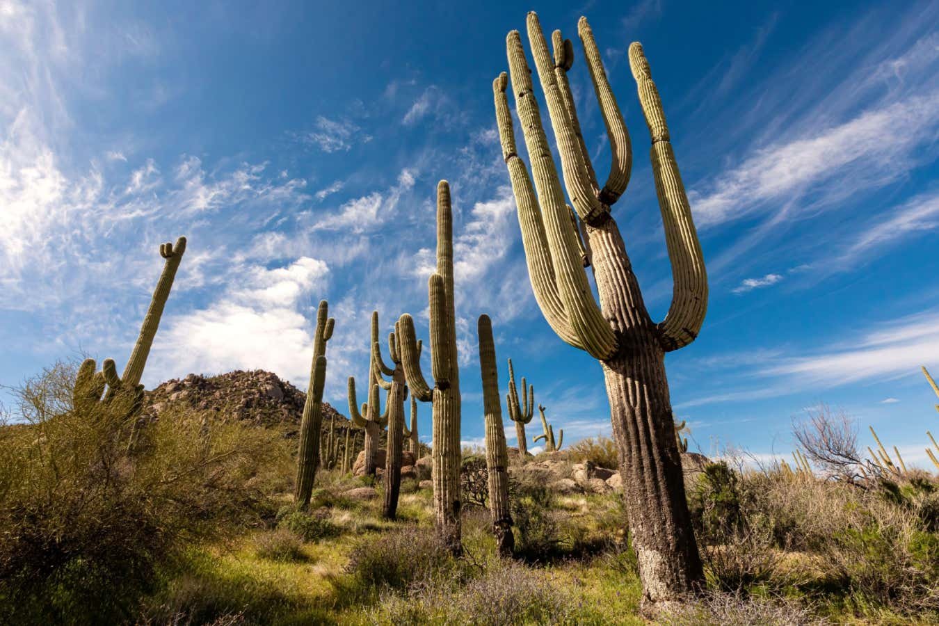 The cactus family’s surprising evolutionary journey