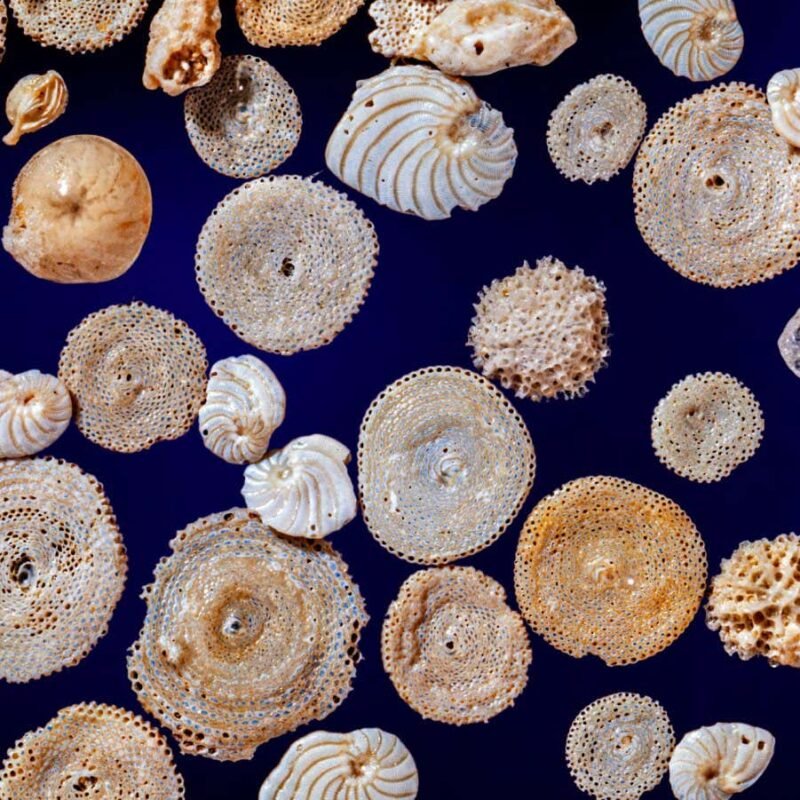 Ancient plankton suggests extreme El Niños will become twice as common Ancient plankton suggests extreme El Niños will become twice as common