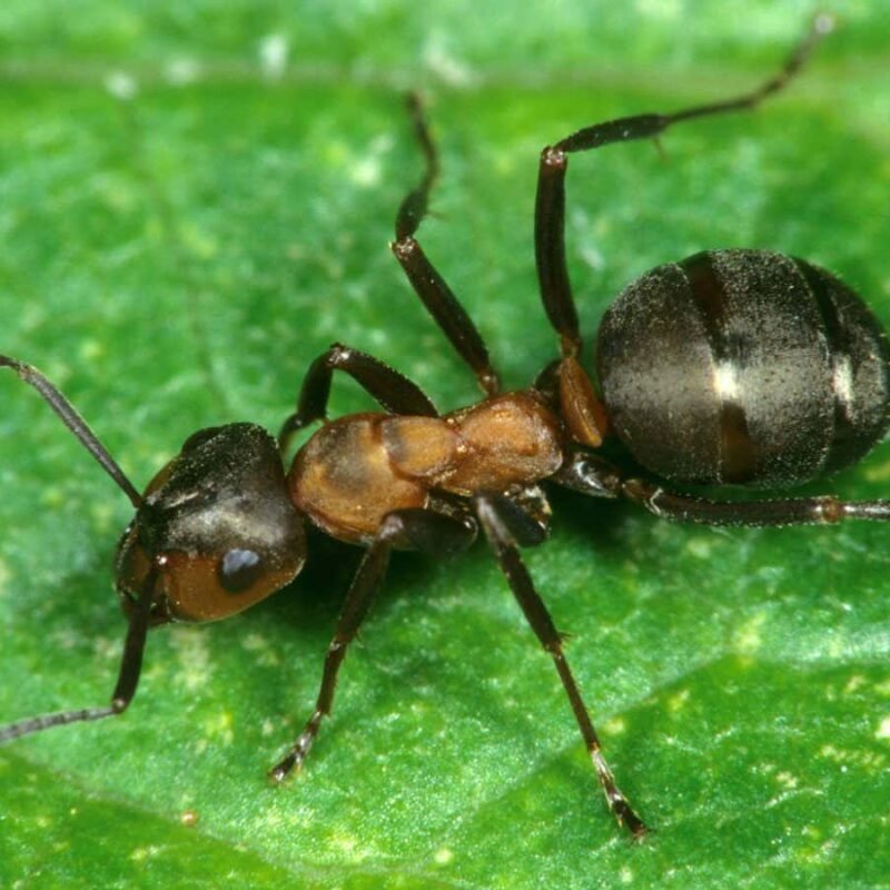 Ants can be used to make yogurt – and now we know how it works