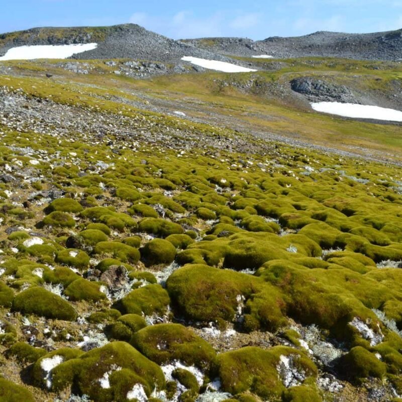 Parts of Antarctica are turning green at an ‘astounding’ rate Parts of Antarctica are turning green at an ‘astounding’ rate