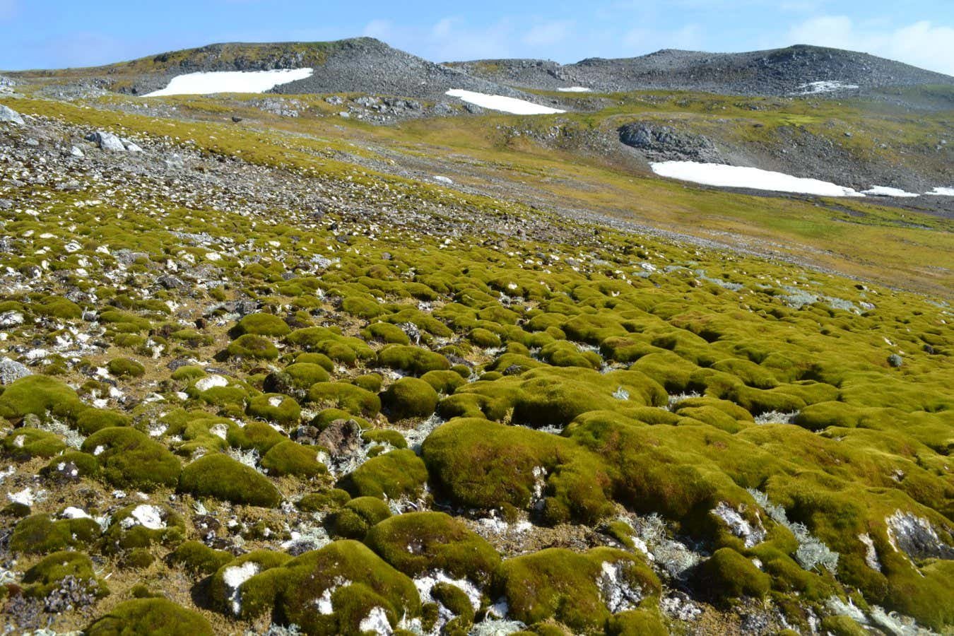 Parts of Antarctica are turning green at an ‘astounding’ rate