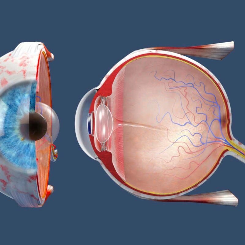 Stem cell transplant gives hope for treating age-related sight loss Stem cell transplant gives hope for treating age-related sight loss