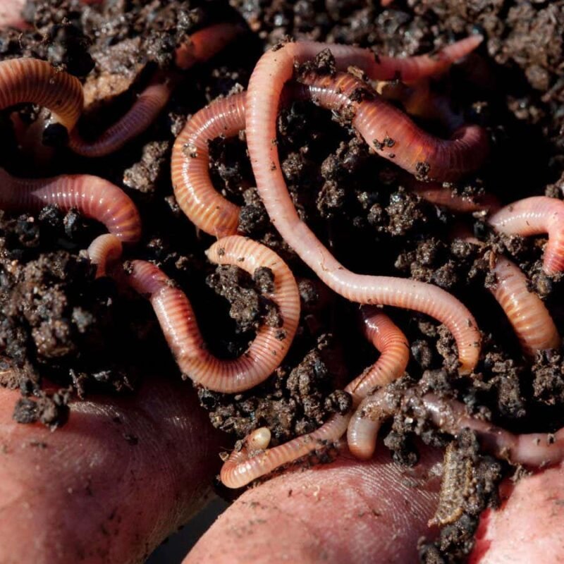 There could be 30,000 species of earthworms wriggling around the world