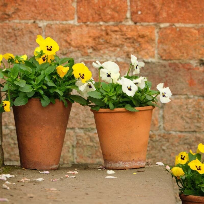 Why a potted plant isn't the easiest option for would-be gardeners