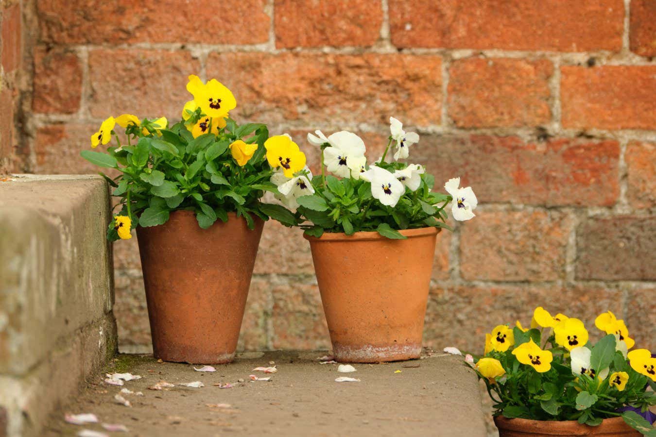 Why a potted plant isn't the easiest option for would-be gardeners