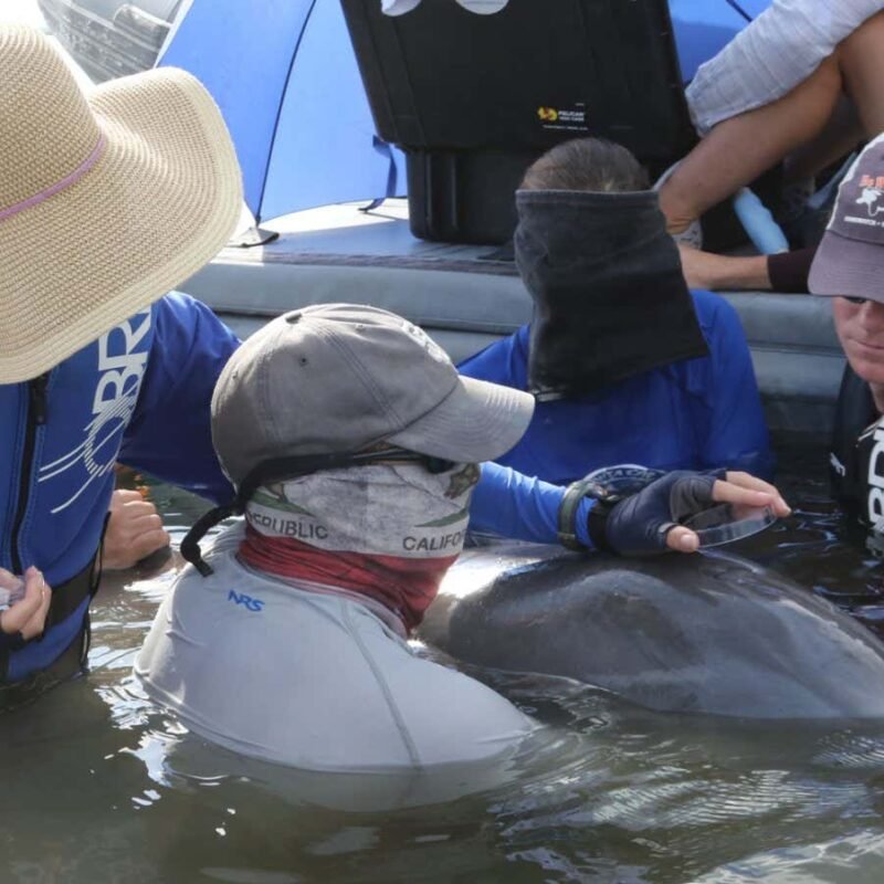 Dolphins breathe in microplastics and it could be damaging their lungs