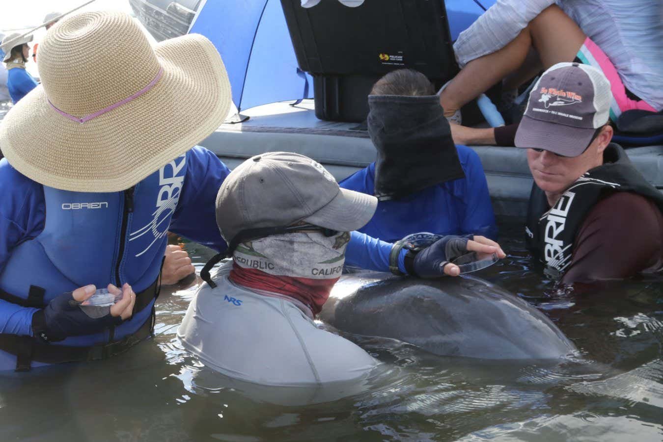 Dolphins breathe in microplastics and it could be damaging their lungs