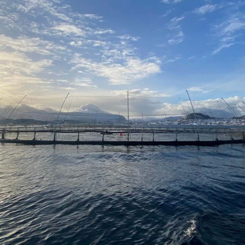 Why farming fish is more unsustainable than catching them in the wild