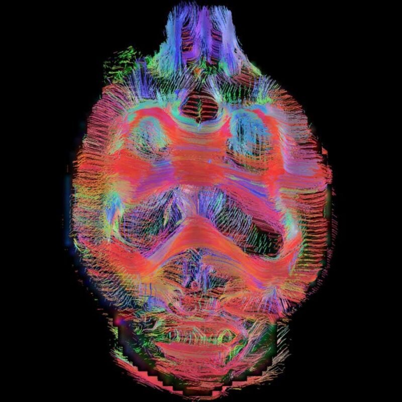 Boosting brain waves in sleep improves rats’ memory