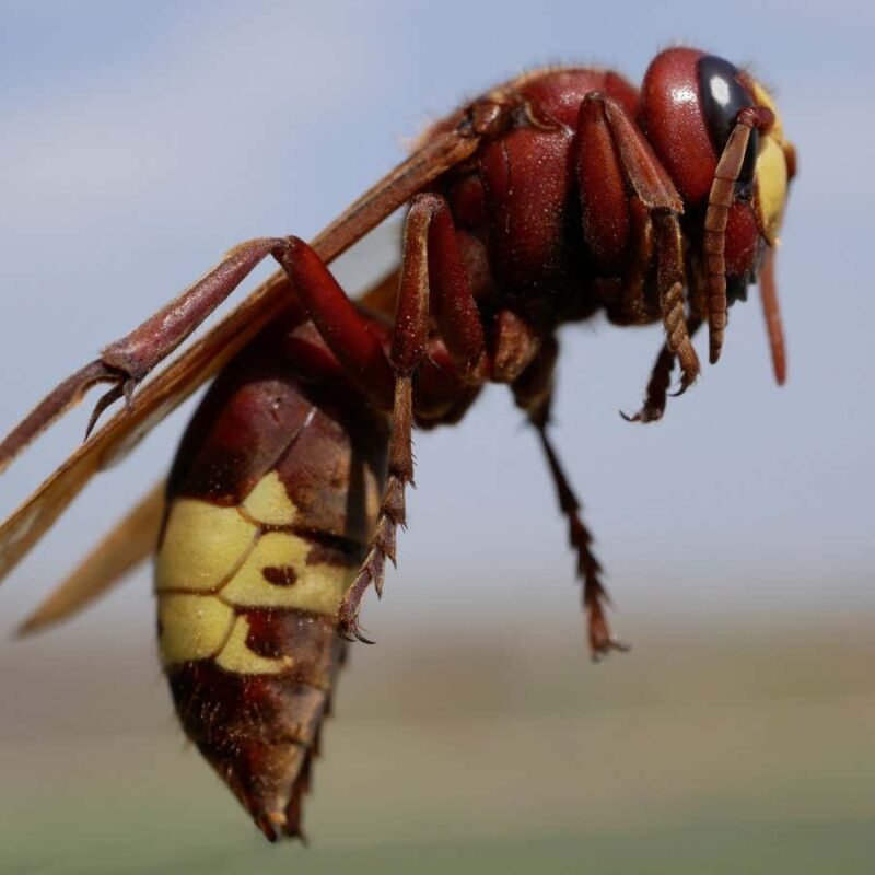 Hornets can hold their alcohol like no other animal on Earth