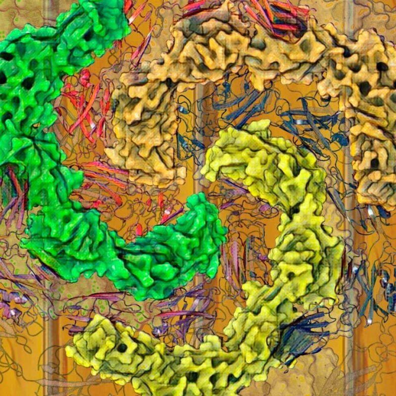 Weird microbes could help rewrite the origin of multicellular life