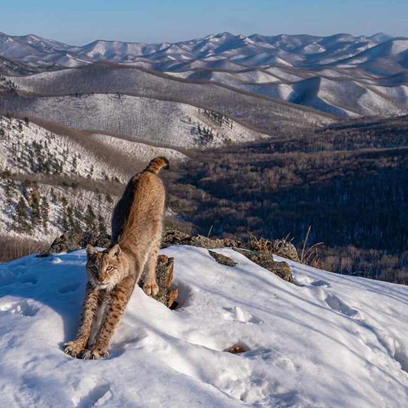 See the stunning winners from the Wildlife Photographer of the Year