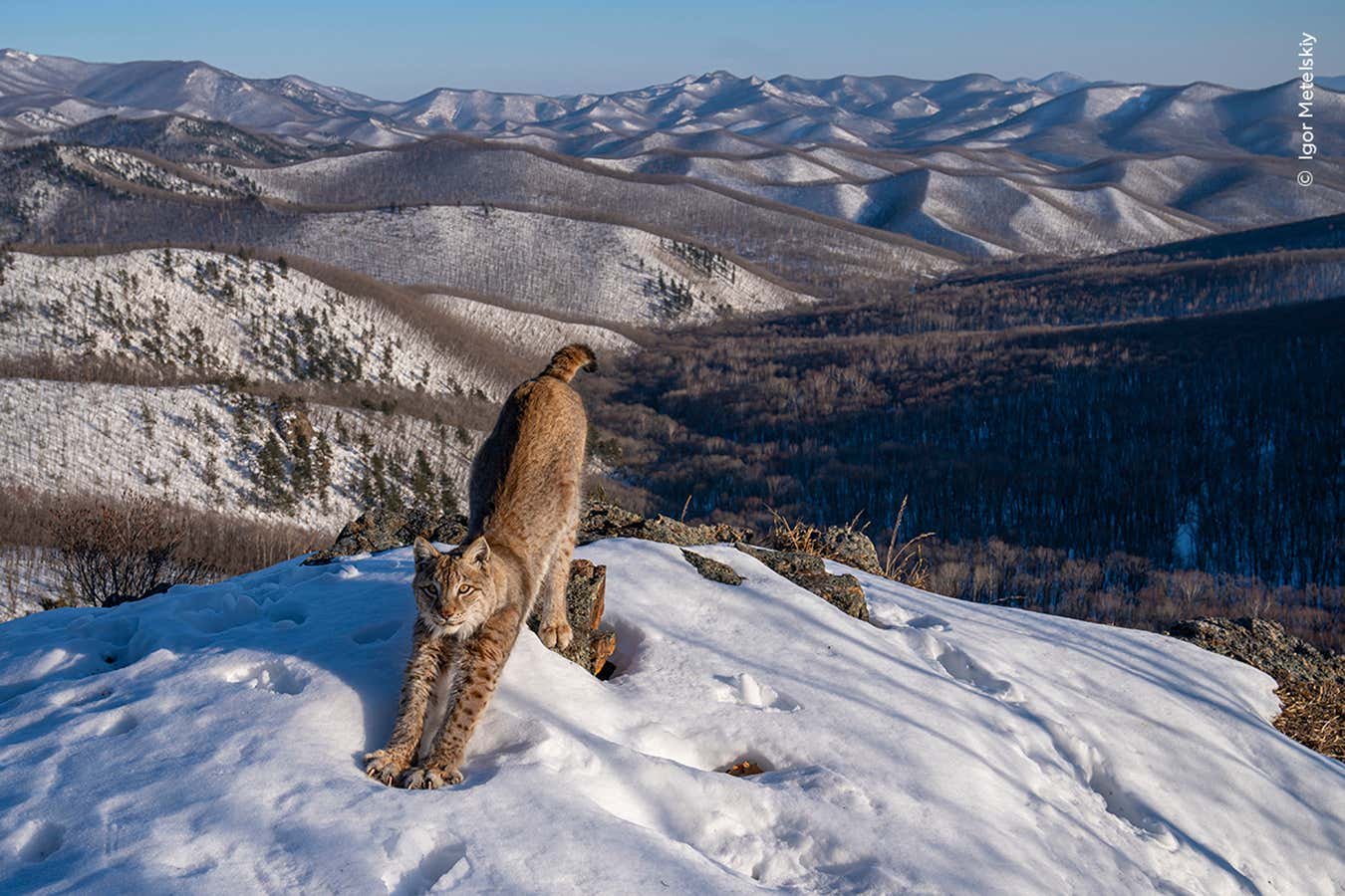 See the stunning winners from the Wildlife Photographer of the Year