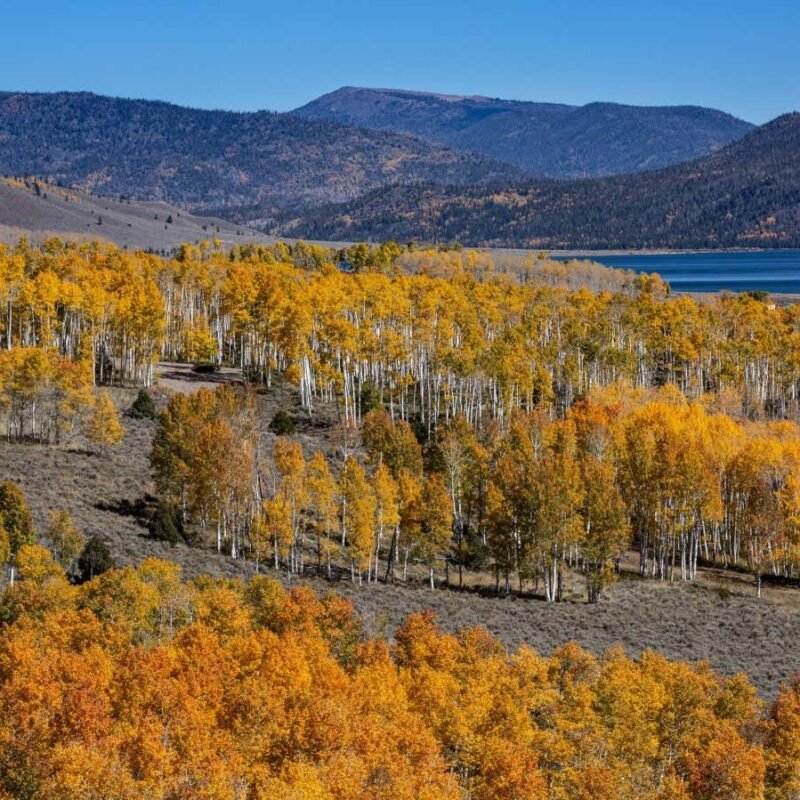 World’s largest tree is also among the oldest living organisms
