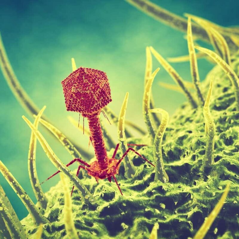 Viruses may help store vast amounts of carbon in soil