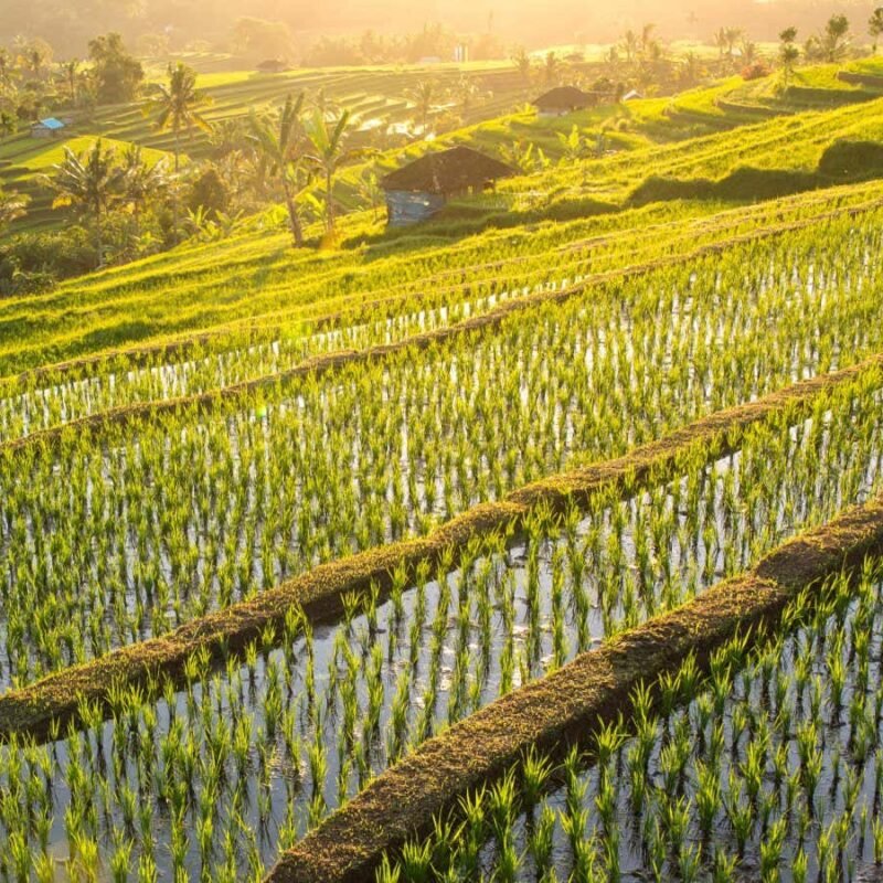 Spraying rice with sunscreen particles during heat waves boosts growth