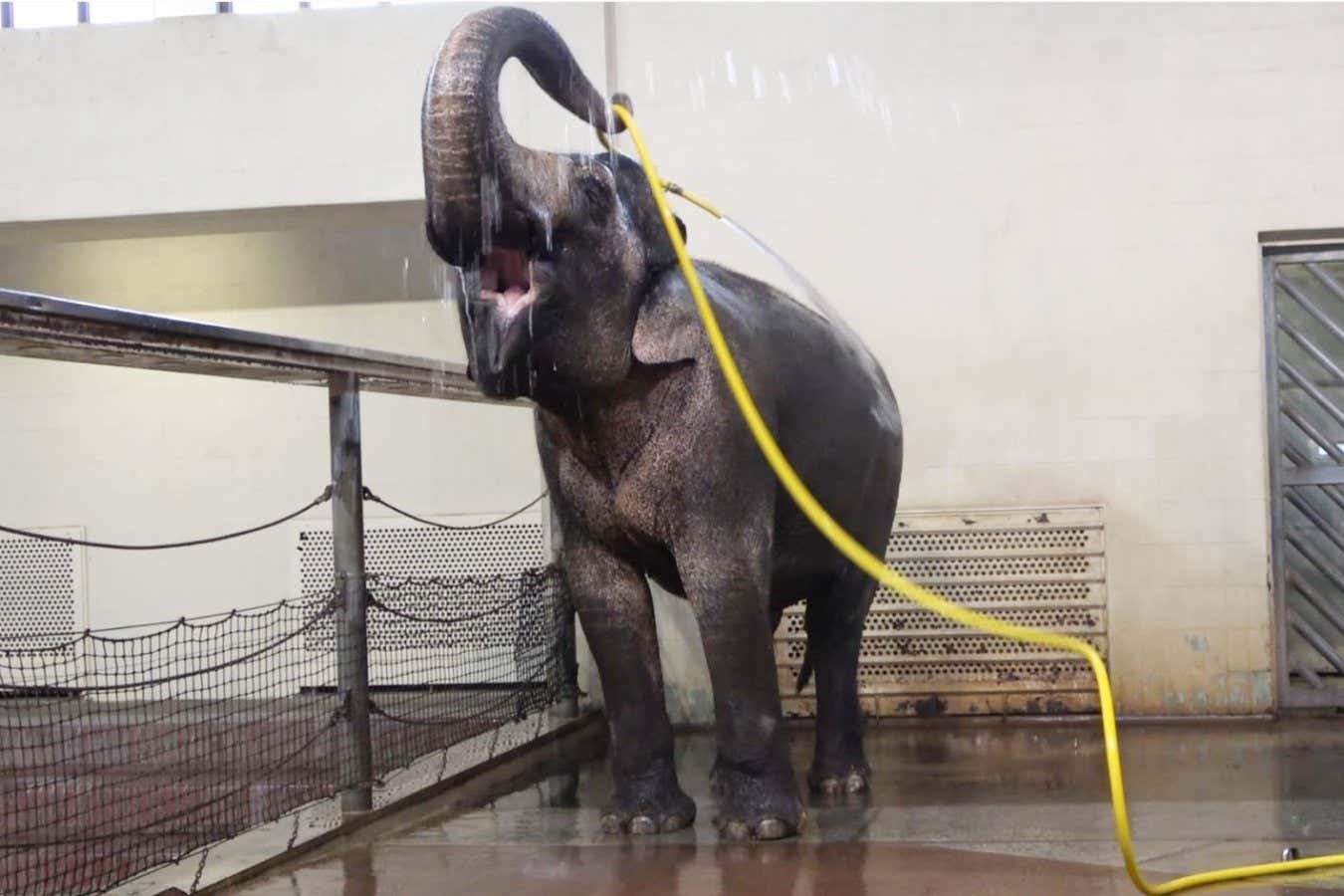 Watch elephants use a hose to shower themselves – and prank others