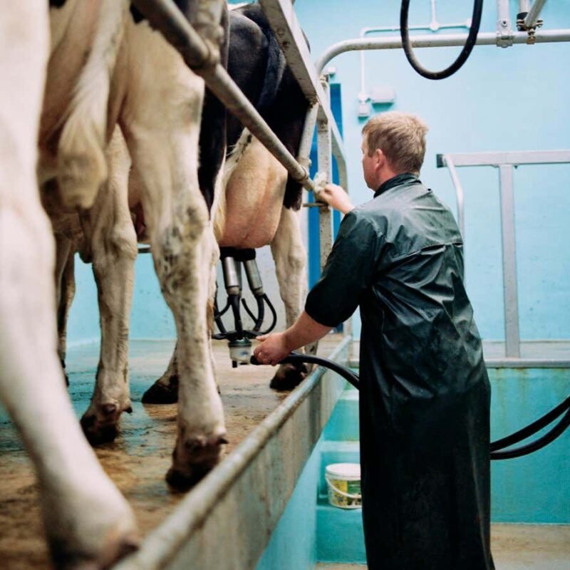 Bird flu antibodies found in dairy workers in Michigan and Colorado