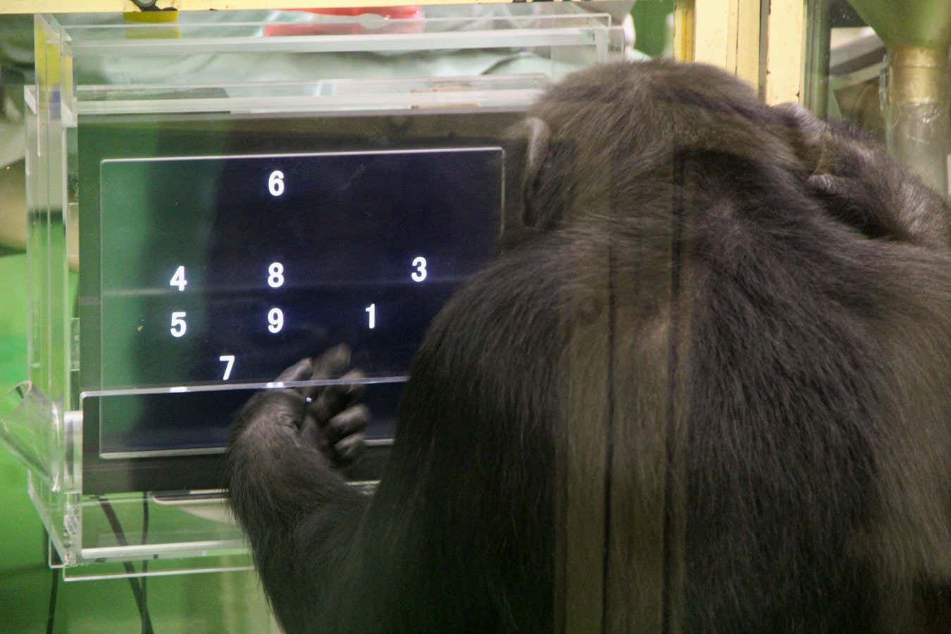 Chimps do better at difficult tasks when they have an audience